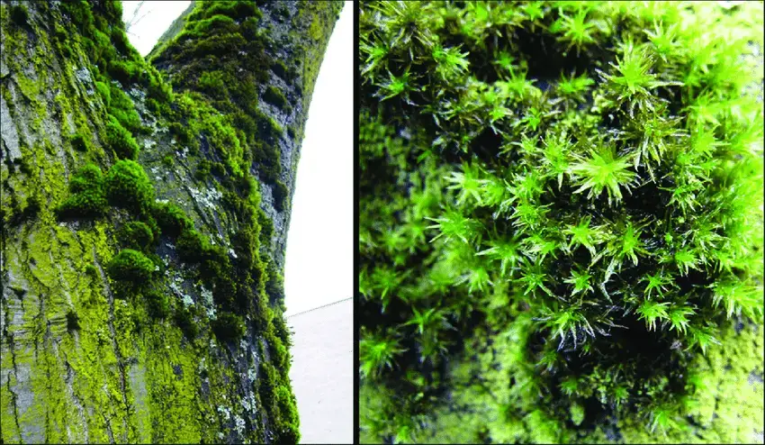 Orthotrichum-lyellii-Hook-Taylor.png