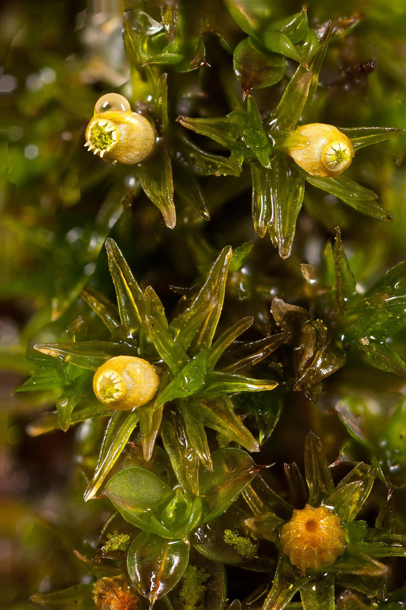 Orthotrichum-pumilum-7.jpg