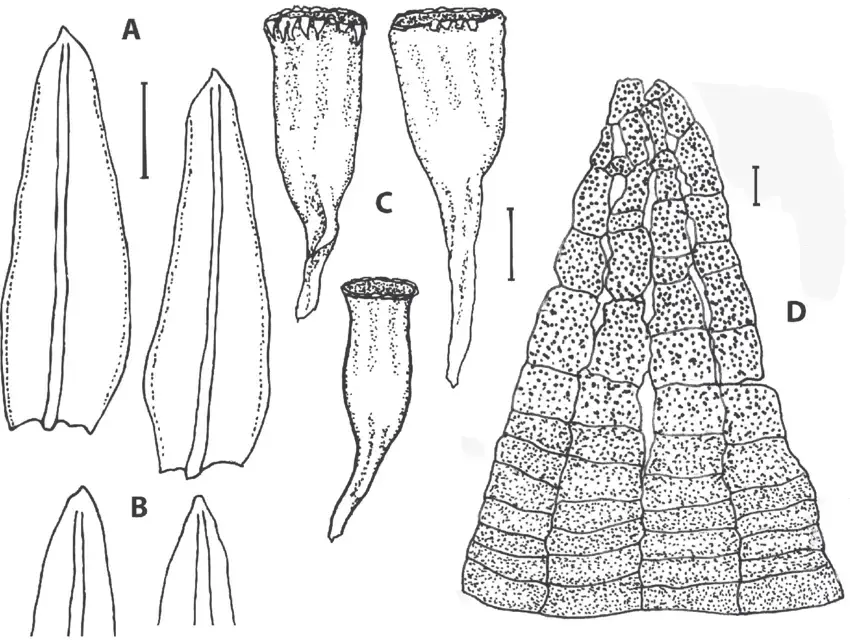 Orthotrichum-pylaisii-A-Leaves-B-Leaf-apices-C-Capsules-D-Two-of-16-exostome.png