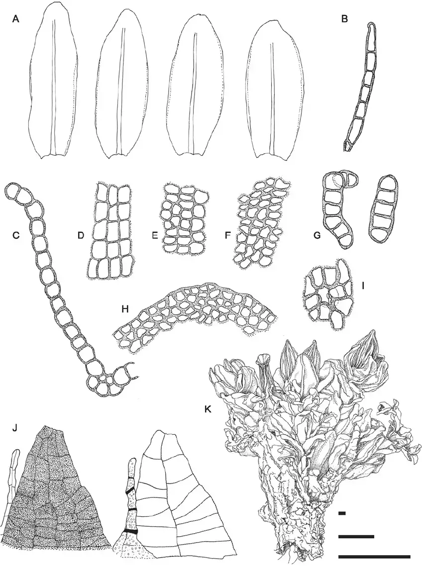 Orthotrichum-sprucei-A-Vegetative-leaves-B-Axillary-hair-C-transverse-section-of.png