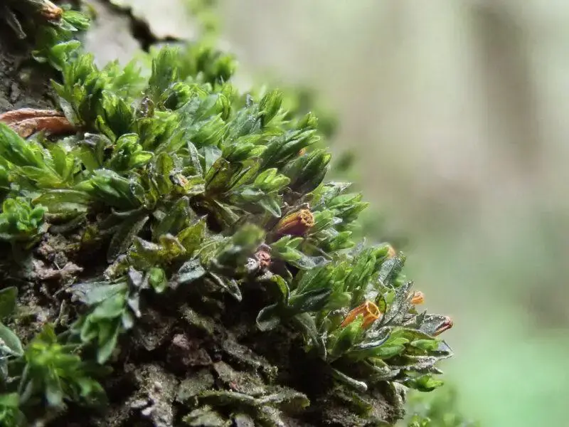 Orthotrichum-sprucei-River-Vyrnwy-800x600.jpg