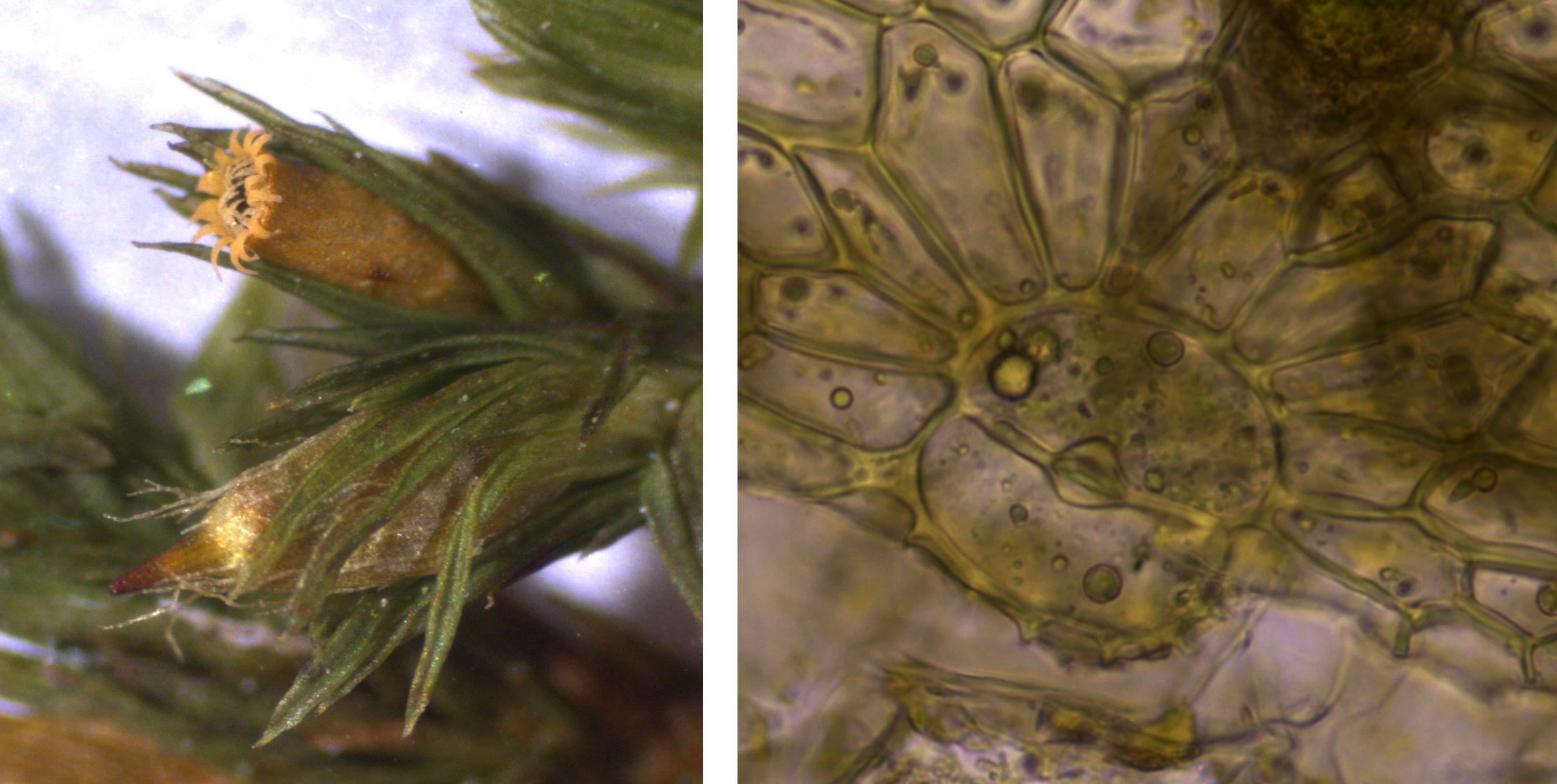 Orthotrichum-striatum-combined.jpg