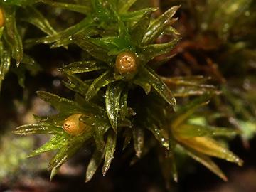 Orthotrichum_affine_Tecklenburg_241018_CB02_1.jpg