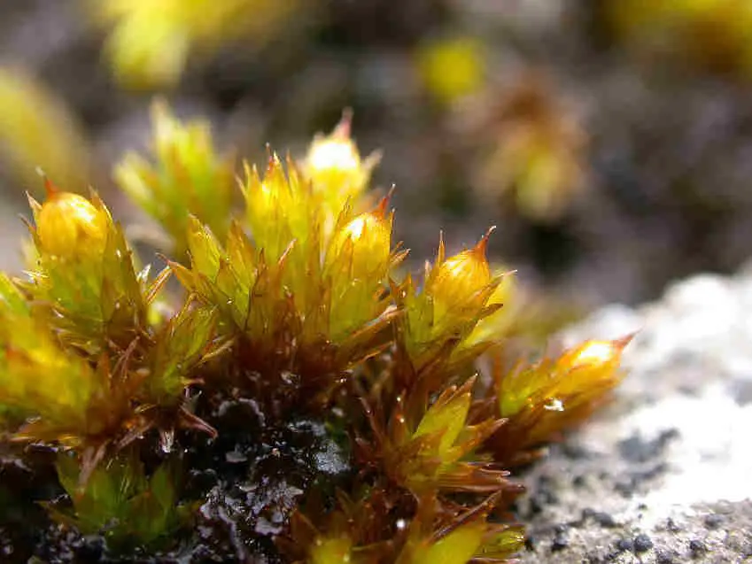 Orthotrichum_cupulatum_021.JPG