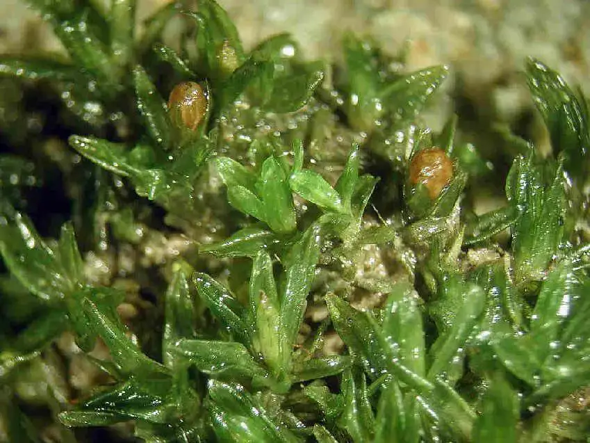 Orthotrichum_sprucei_3.JPG