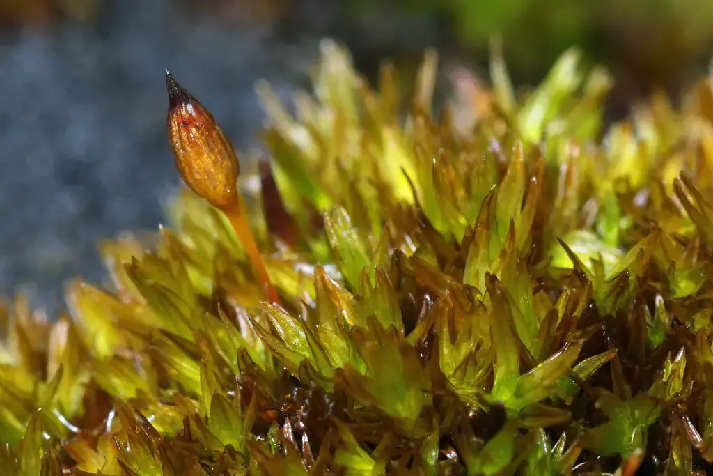 Orthotrichum+anomalum+%2528Anomalous+Bristle-moss%2529+15apr11+%25285a%2529.jpg