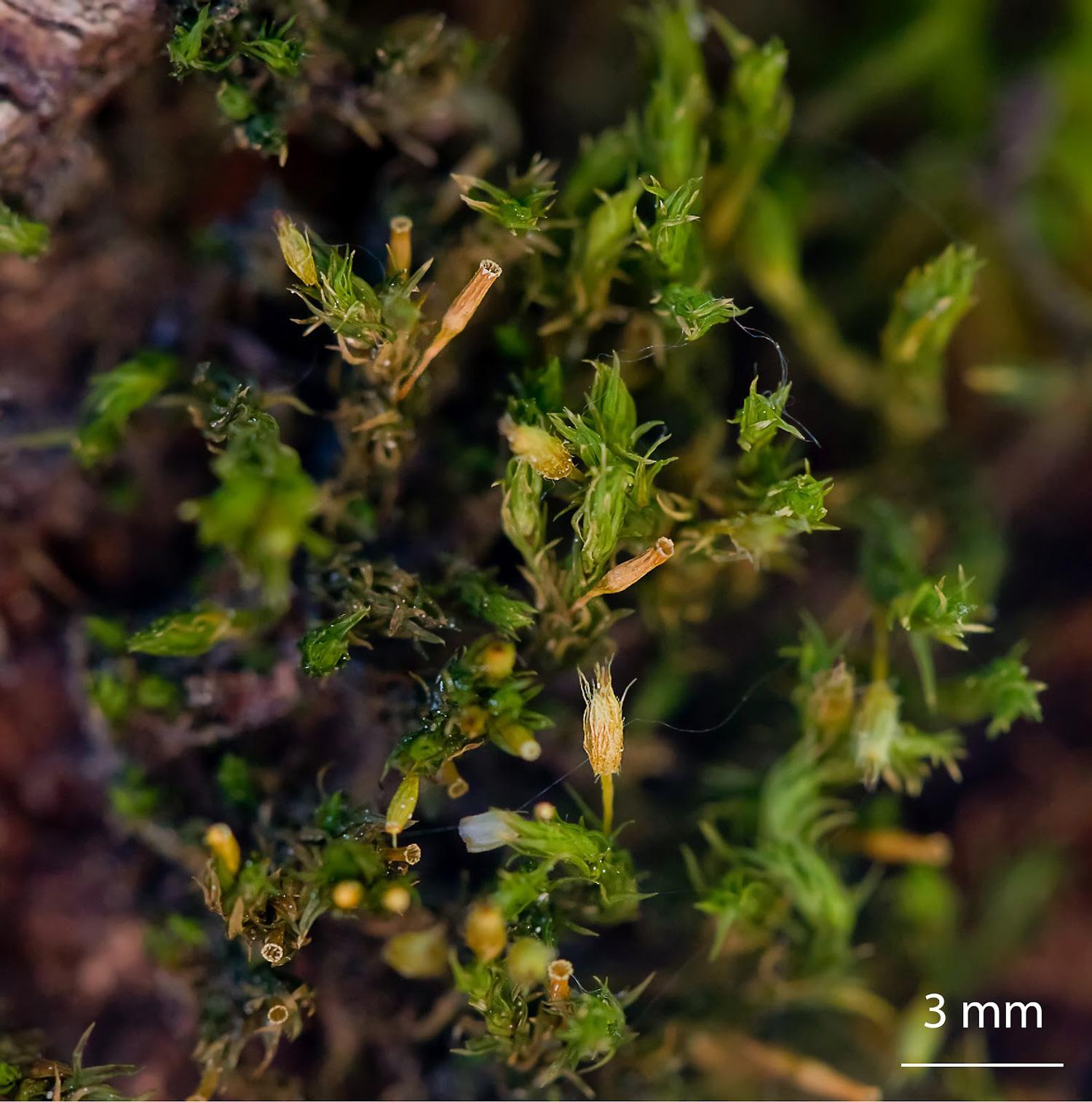 Ortotrichum-speciosum-moss.jpg