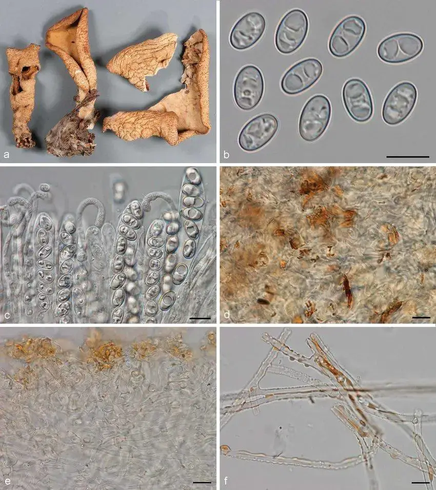 Otidea-papillata-a-Apothecia-b-spores-in-water-c-paraphyses-d-resinous-exudates.png