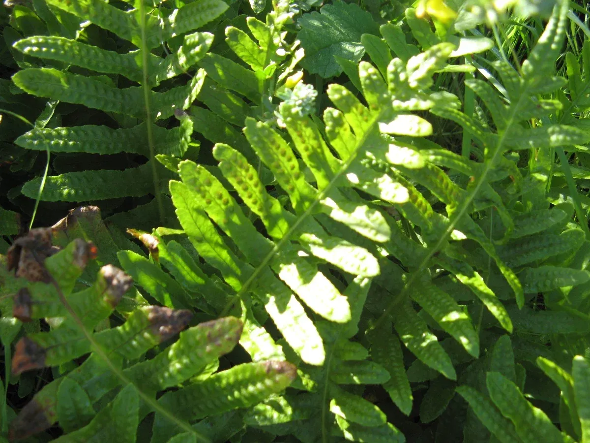 Overview_Polypodium-californicum1.jpg