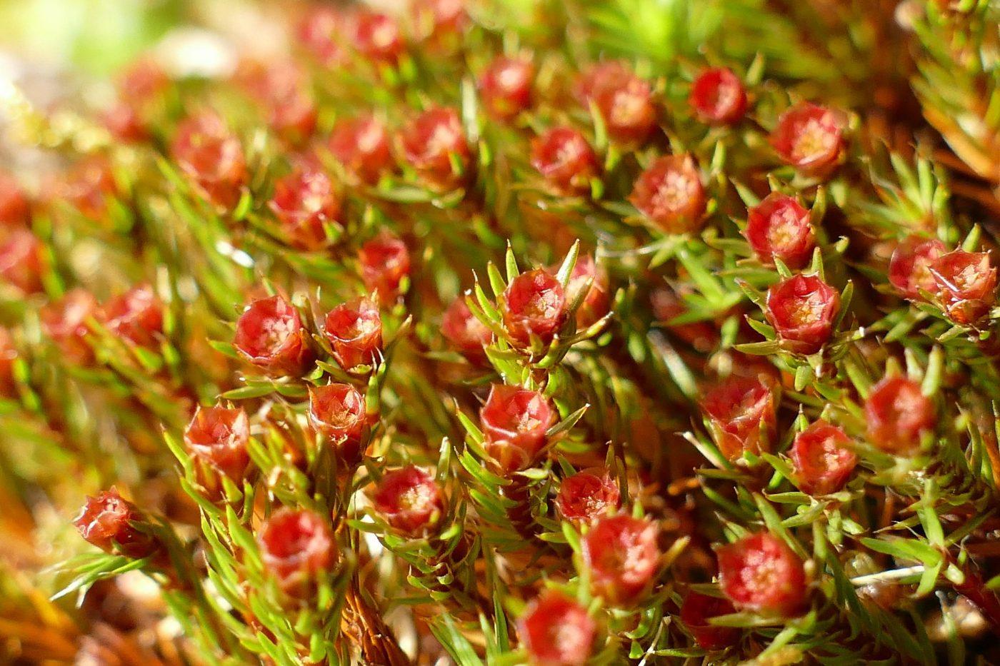 P1030076-Copy-Polytrichum-piliferum-1400x933.jpg