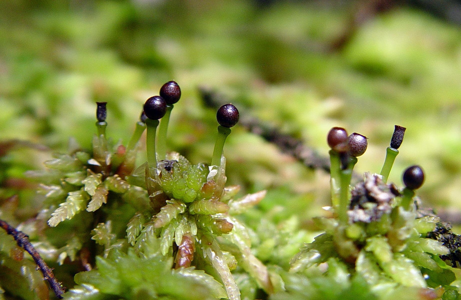 PF2499_sphagnum_bog_h.jpg