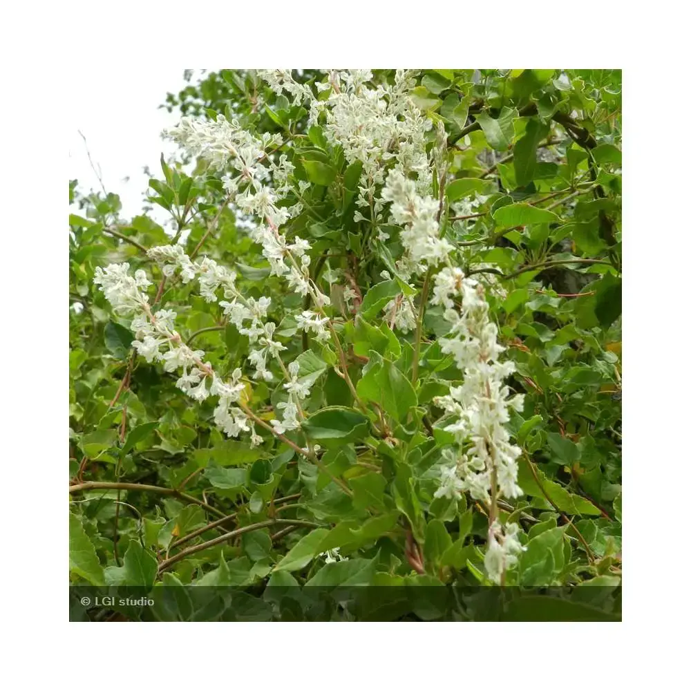 POLYGONUM-aubertii.jpg