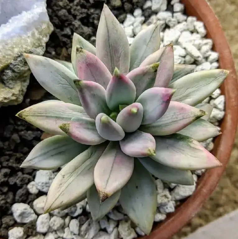 Pachyphytum-Hookeri-1.jpg