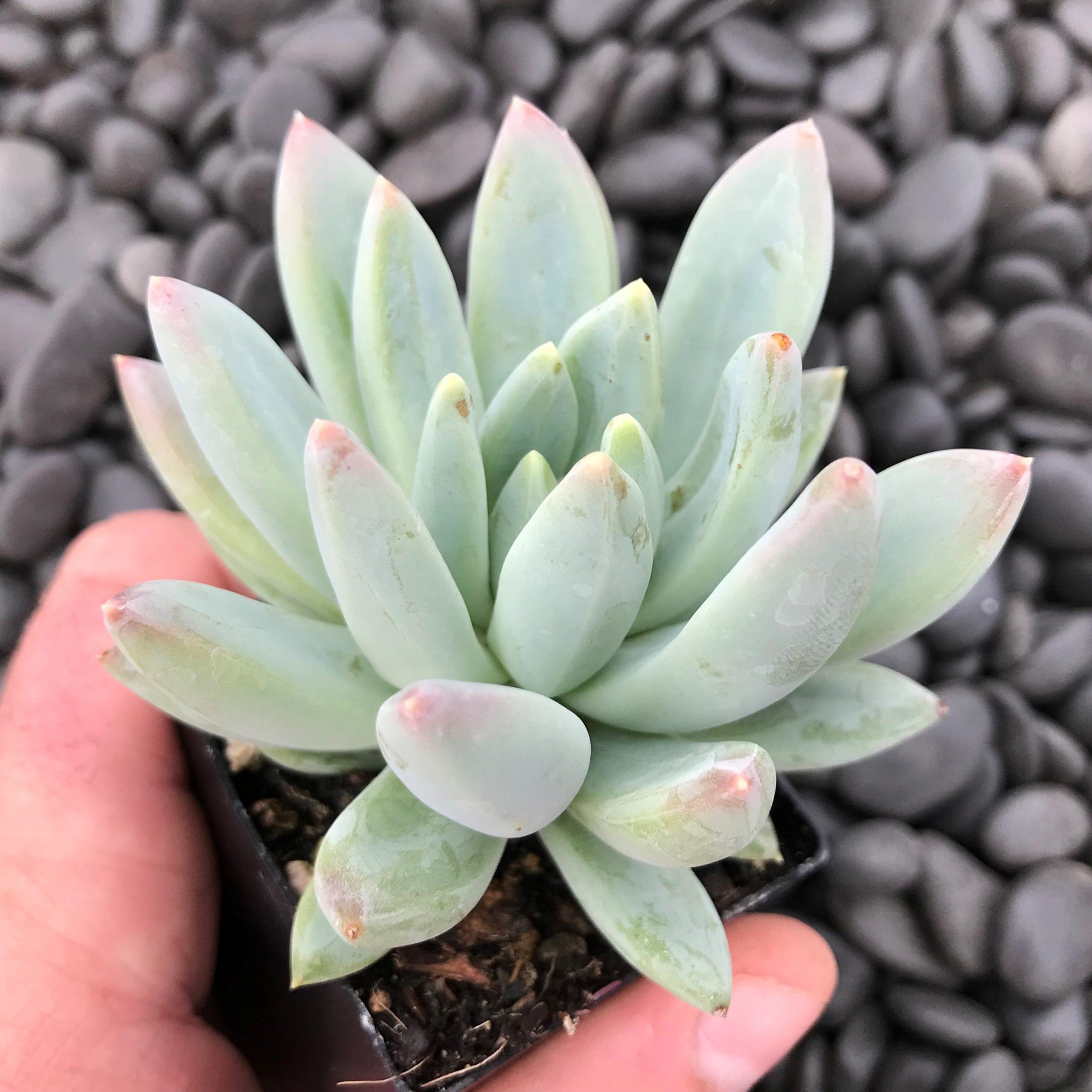 Pachyphytum-hookeri-AUGUST2-scaled.jpg