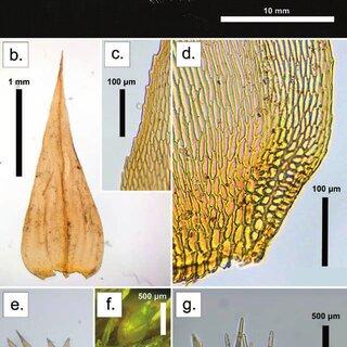 Palamocladium-leskeoides-morphology-of-Budke-et-al-298-a-Leafy-gametophyte-b-Stem_Q320.jpg