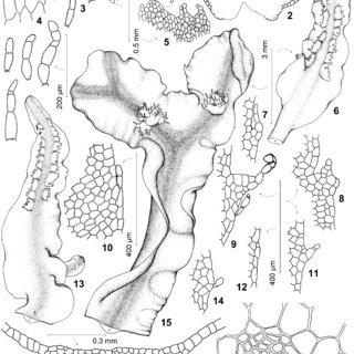 Pallavicinia-lyellii-1-2-5-male-bracts-with-marginal-cells-indicated-3-4-dorsal_Q320.jpg