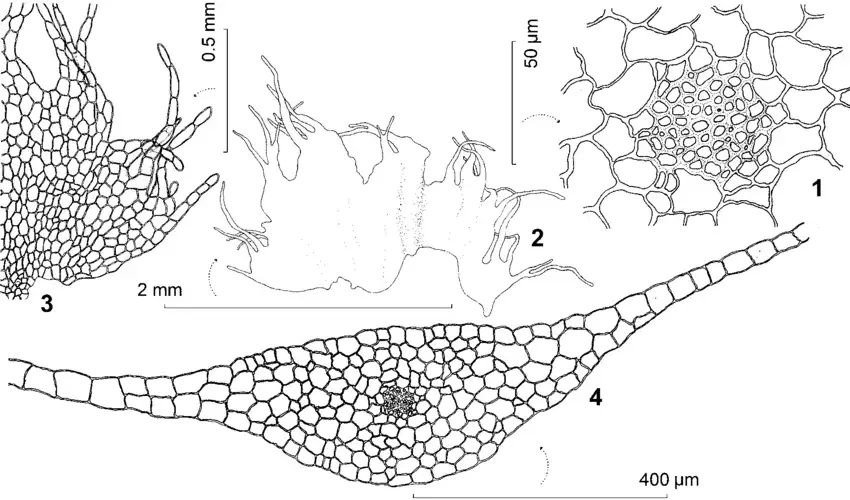 Pallavicinia-subciliata-1-inner-cells-of-midrib-in-cross-section-with-central.png