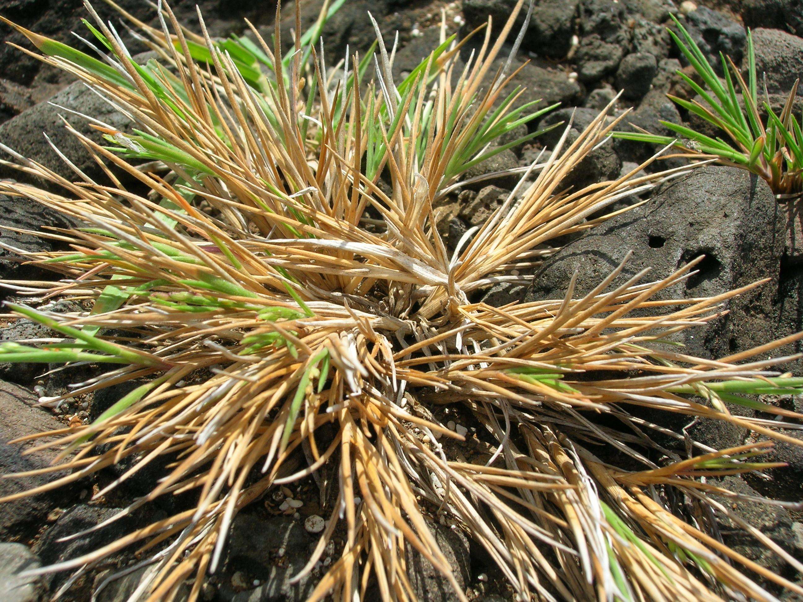 Panicum-fauriei-var.-carteri.jpg