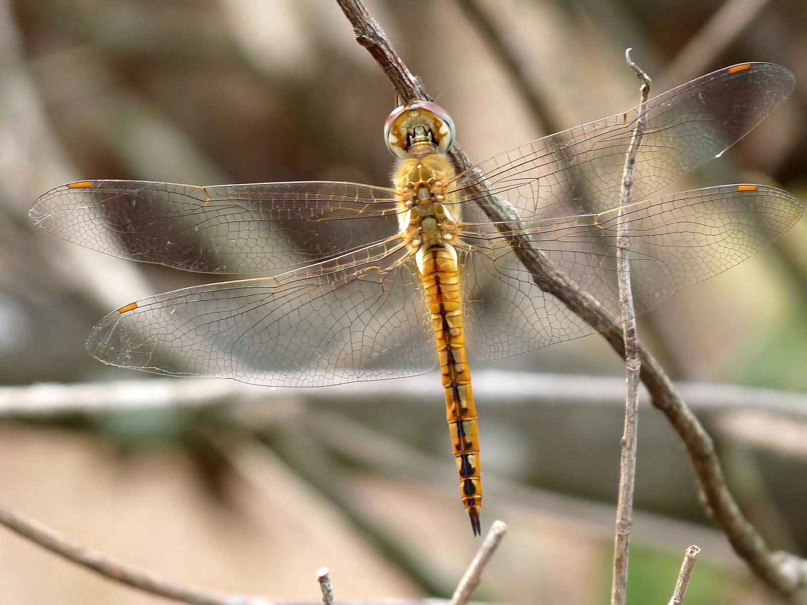 Pantala_flavescens_at_Kadavoor.jpg