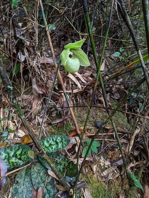 Paphiopedilum%2Bmalipoense.jpg