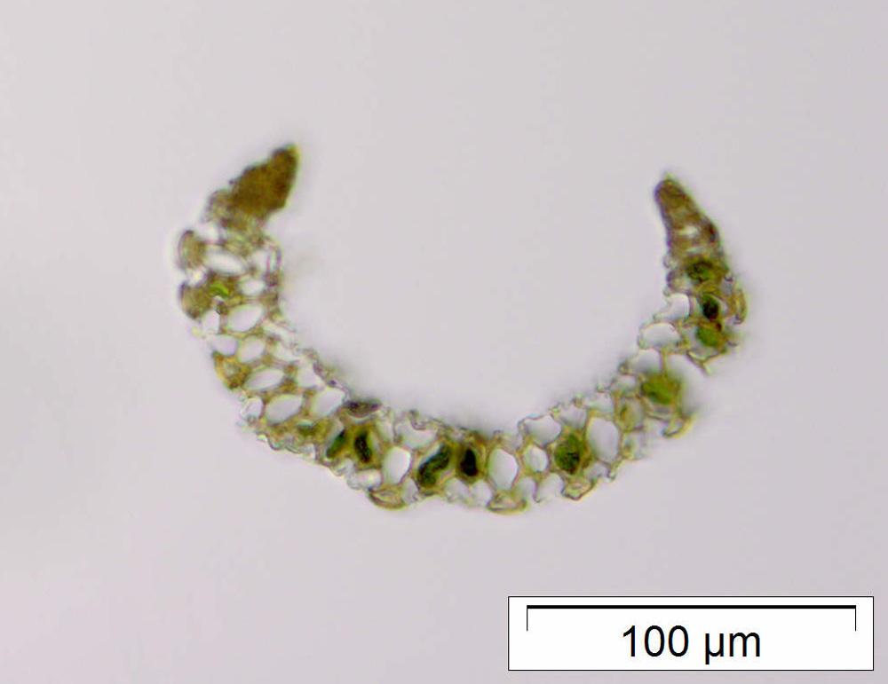 Paraleucobryum_longifolium_256_1431094107.jpg