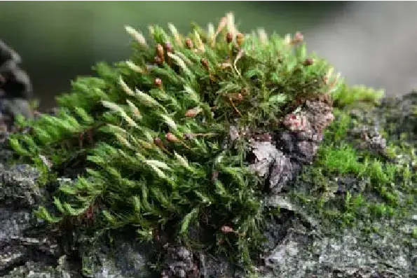 Patch-of-Ulota-coarctata-P-Beauv-Hammar-on-bark-of-Quercus-petraea-in-the-forest.png