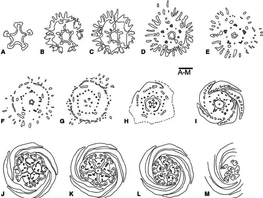 Patinoa-sphaerocarpa-Transverse-section-series-of-floral-bud-from-the-base-to-the-apex.png