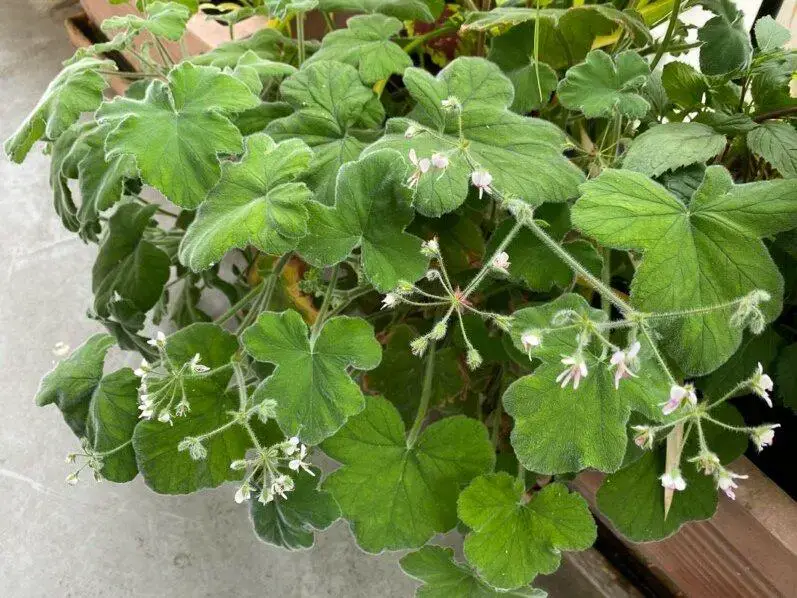 Pelargonium_tomentosum_fleurs_floraison_printemps_balcon_Paris_mai_2022_0-e1653922225868.jpg