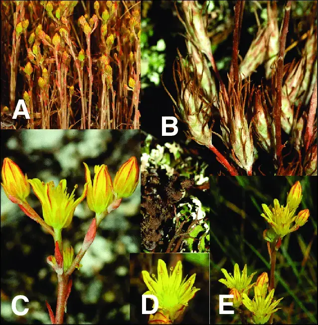 Petrosedum-amplexicaule-DC-Velayos-subsp-amplexicaule-A-Mostly-unifloral-specimens.png