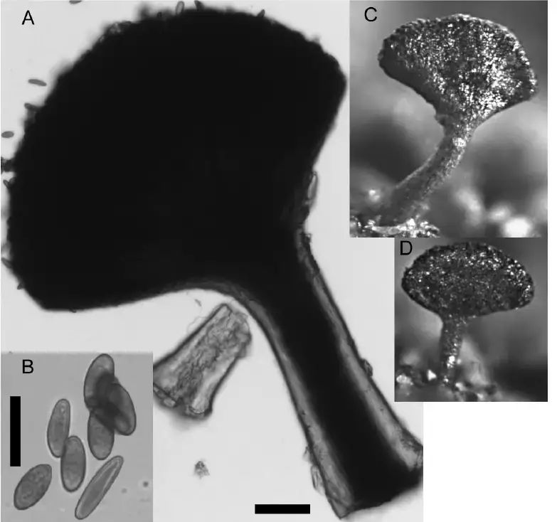 Phaeocalicium-compressulum-G-Mathiassen-A-Granmo-TROM-A-Ascoma-in-light.png