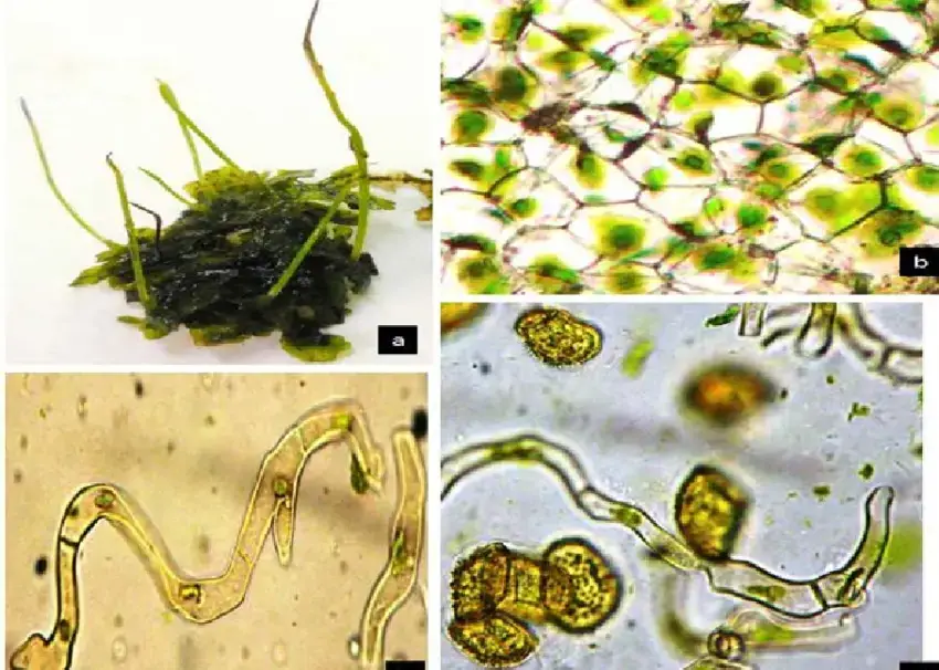 Phaeoceros-Leavis-L-Prosk-a-b-Thalli-and-dorsal-view-b-cell-epidermal-layer-C-d.png