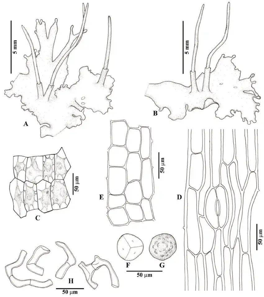 Phaeoceros-himalayensis-Kashyap-Prosk-ex-Bapna-GGVyas-A-B-Thalli-with-tubers.png