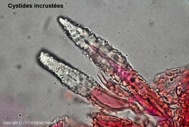 Phaeophlebiopsis_ravenelii_2018_df_4.jpg