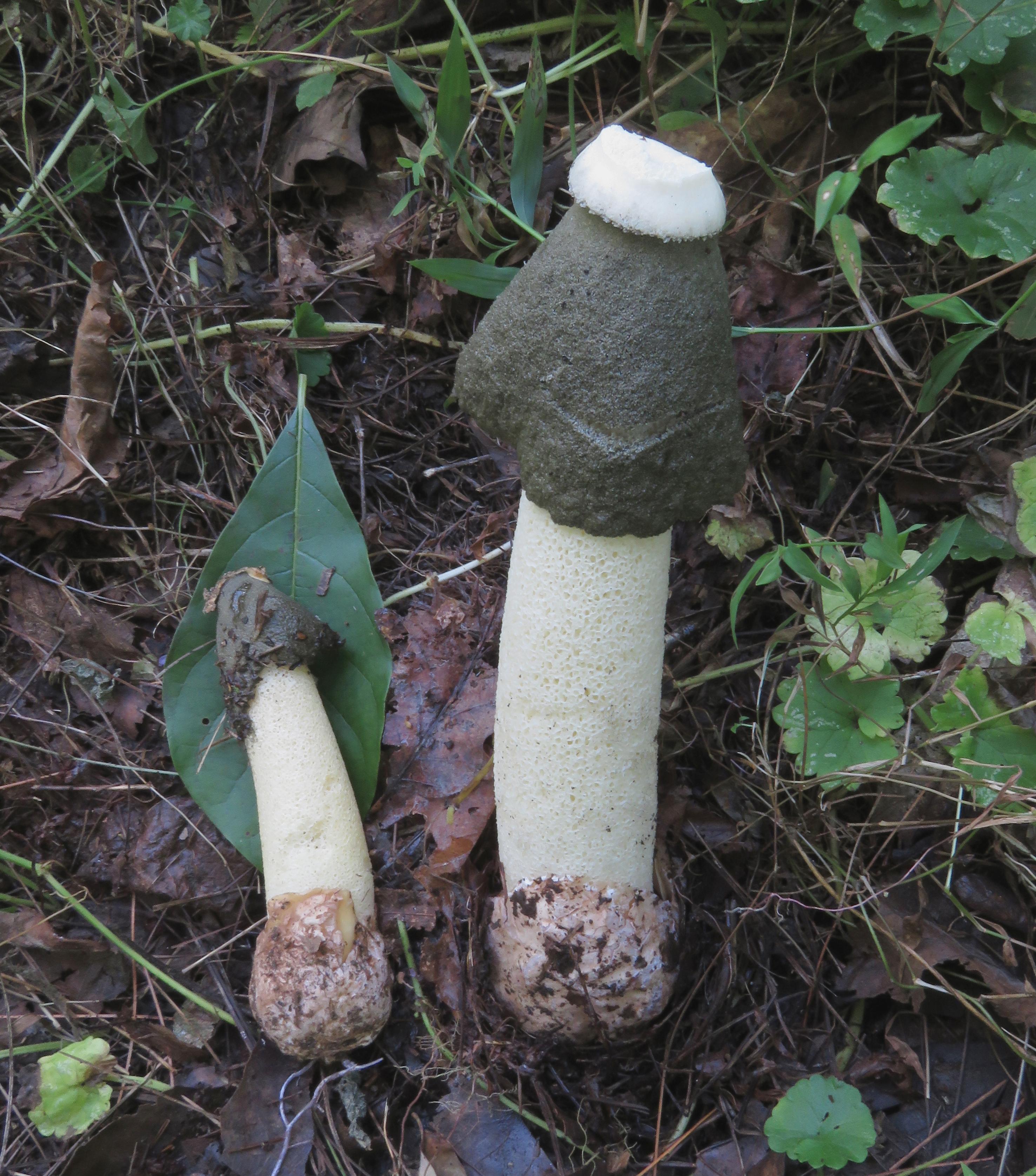 Phallus-ravenelii-2.jpg