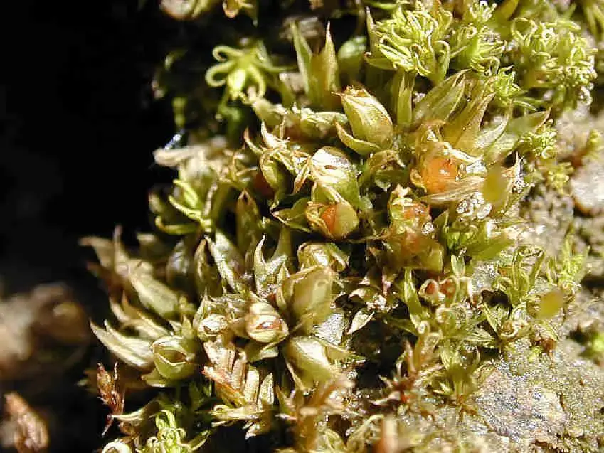 Phascum_cuspidatum_2.JPG