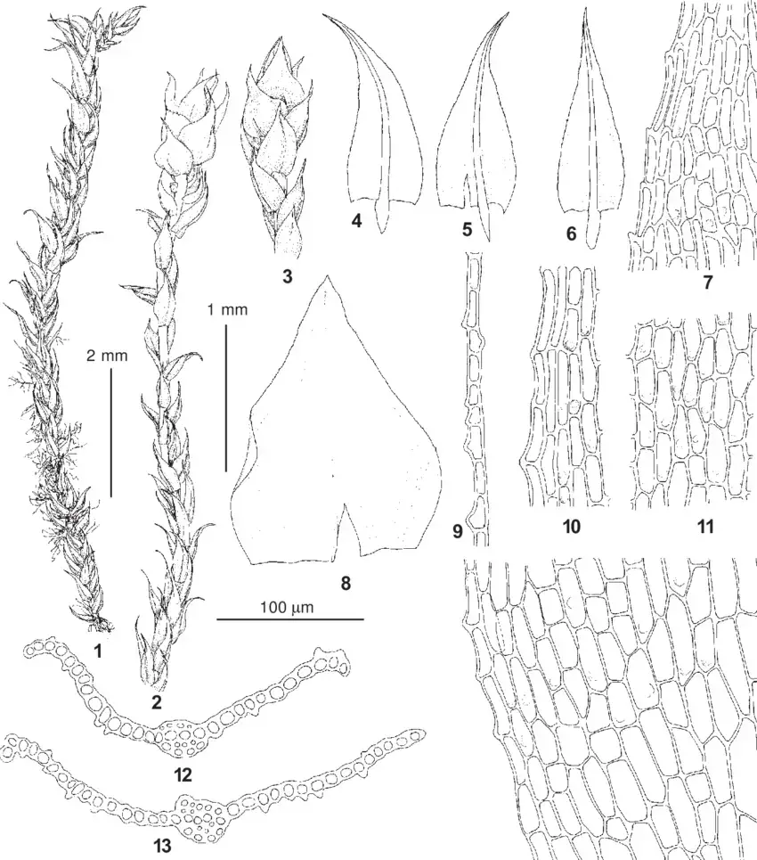 Philonotis-caespitosa-Jur-from-Tver-Province-Bibirevo-16VIII1994-Notov-sn-MW.png