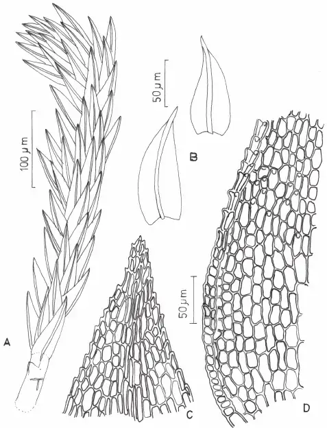 Philonotis-fontana-Hedw-Brid-A-Habit-of-gametophyte-B-leaves-C-apical-cells-of.png