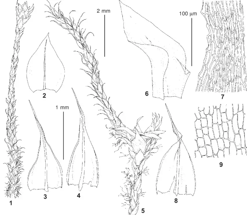 Philonotis-fontana-Hedw-Brid-from-Karelia-Loukhi-District-Maksimov-Maksimova.png