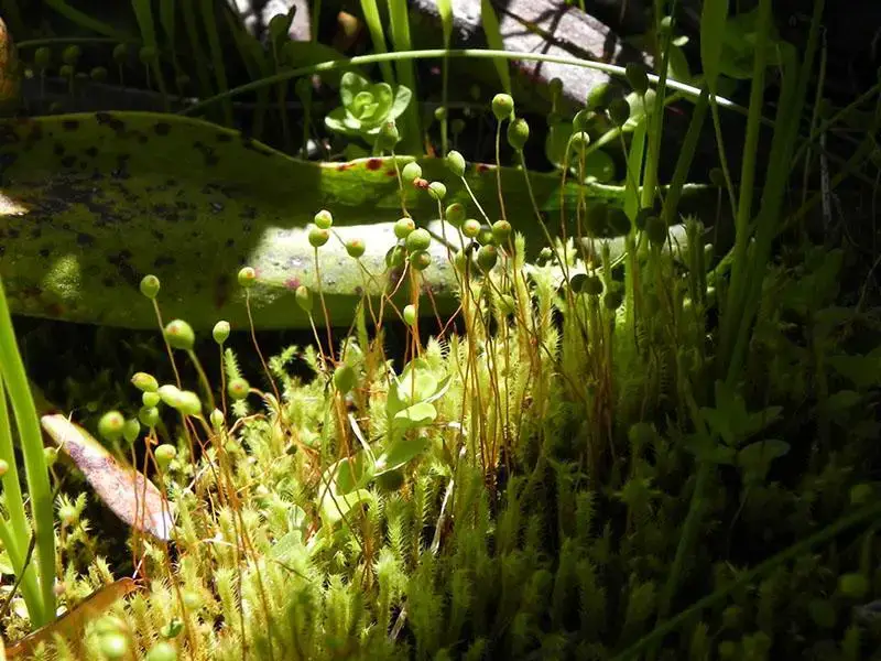 Philonotis_fontana_pusilla_Hart_Family_Preserve_Nevada_Co_CWishner_5182_lg.jpg