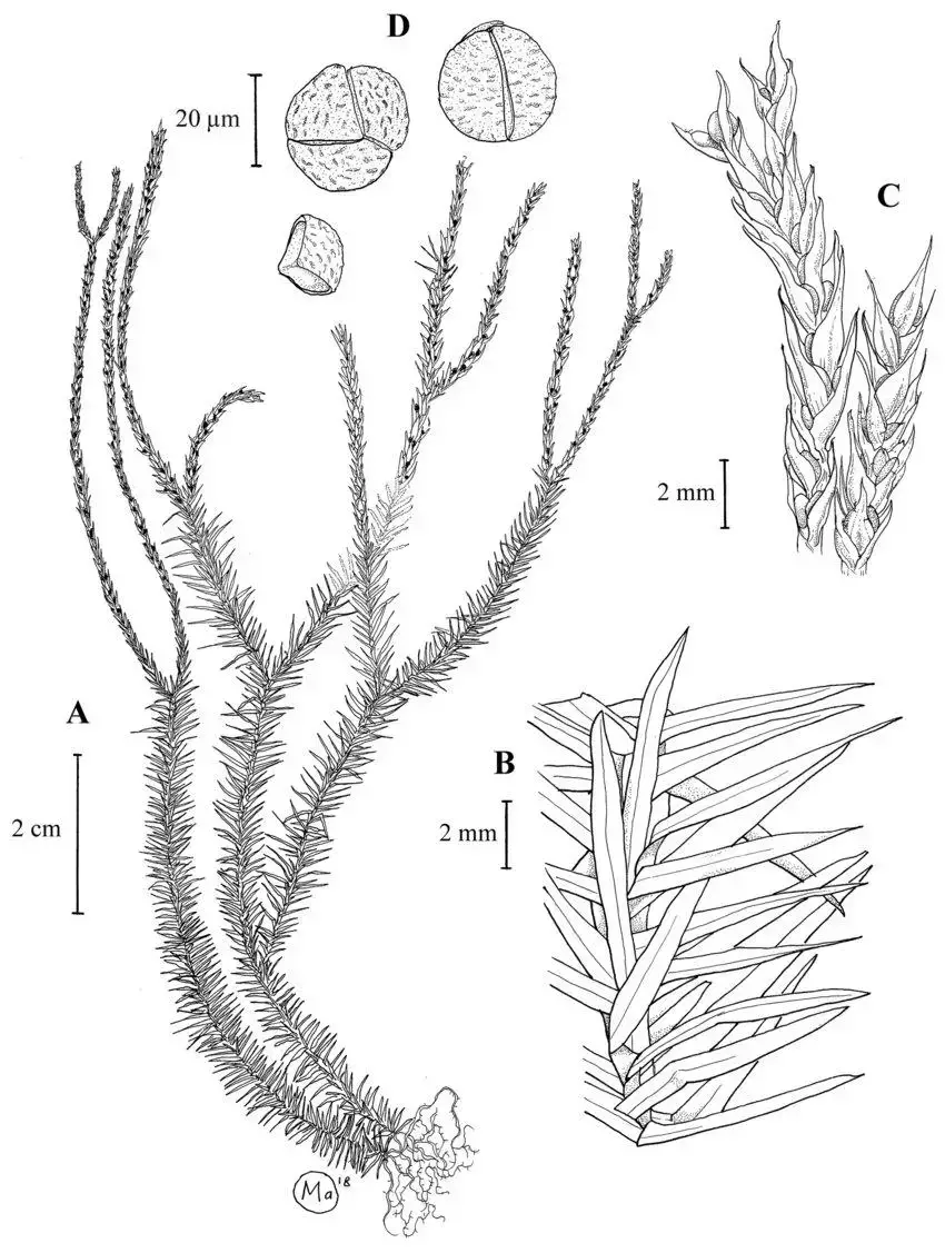 Phlegmariurus-monticola-A-habit-B-portion-of-leafy-sterile-branch-C-strobilus-D-spores.png