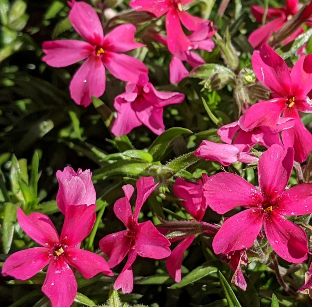 Phlox_subulata_Red__1YPxw0U8FeZz.jpeg