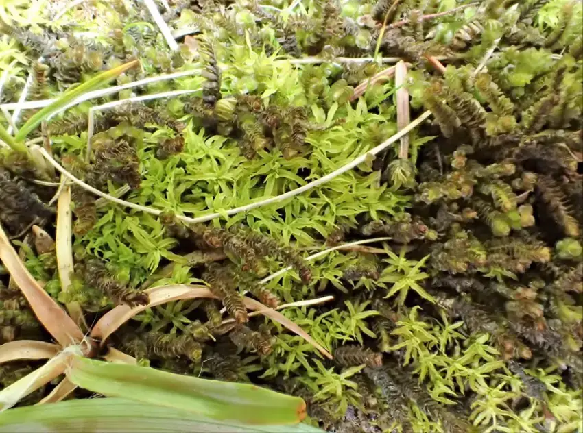 Photograph-of-Drooping-leaved-Beard-moss-Oxystegus-recurvifolius-light-green-by-Wynne.png