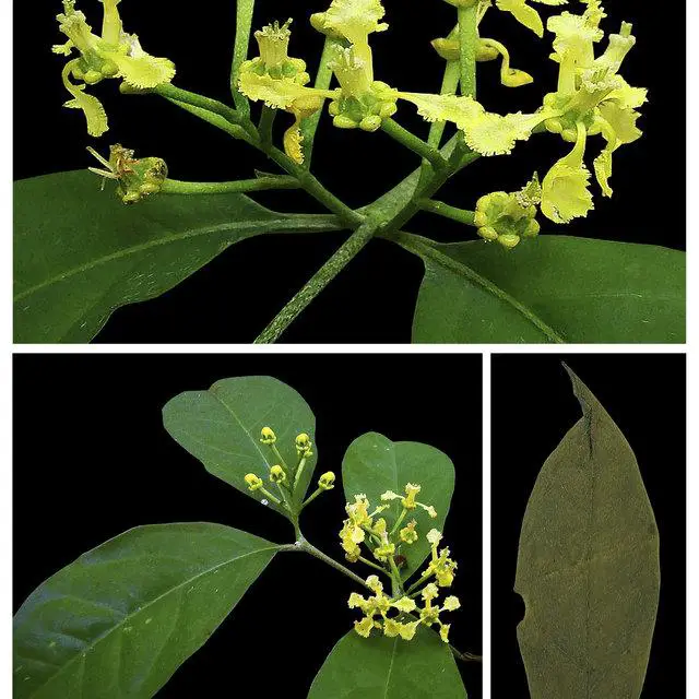 Photographic-plate-of-Bunchosia-macilenta-a-flowering-branch-b-leaf-in-adaxial-view_Q640.jpg