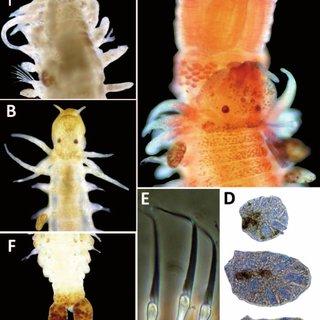 Phyllodoce-longifrons-A-Anterior-end-of-a-female-with-enlarged-eyes-dorsal-view_Q320.jpg