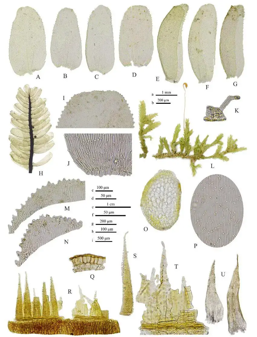 Phyllodon-lingulatus-A-D-Dorsi-ventral-leaves-of-branch-E-G-Lateral-leaves-of-branch.jpg