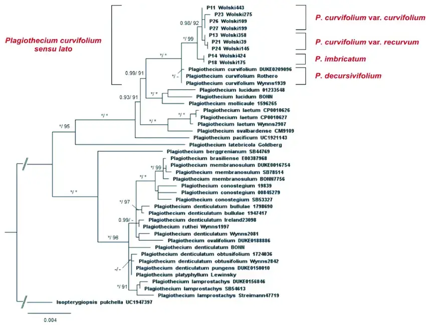 Phylogenetic-tree-of-Plagiothecium-taxa-with-Isopterygiopsis-pulchella-as-the-outgroup.png