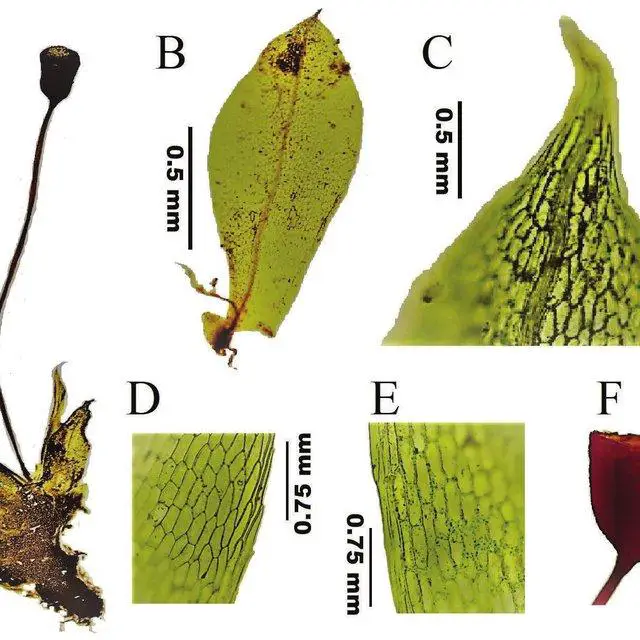 Physcomitrium-eurystomum-Sendtn-A-habit-B-leaf-displaying-shape-and-apex-C-close-up_Q640.jpg