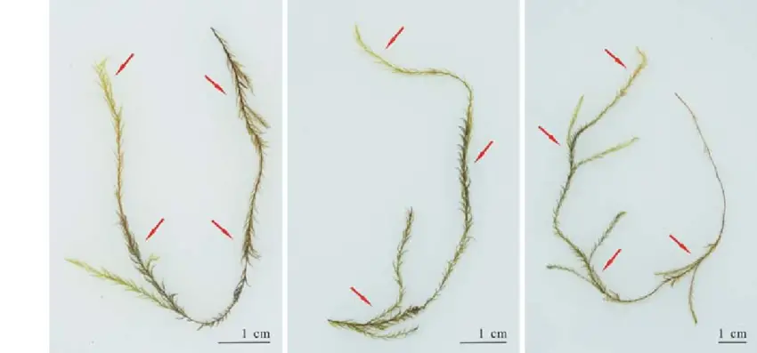 Pictures-showing-the-morphological-differences-of-Drepanocladus-longifolius-in.png