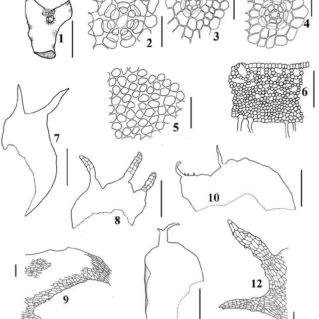 Plagiochasma-pterospermum-C-Massal-1-3-4-6-9-12-from-Primorsky-Province-Nakhodka_Q640.jpg