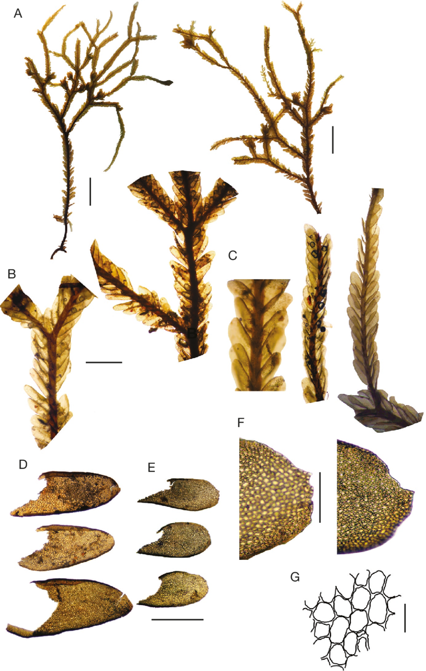 Plagiochila-angusta-Lindenb-A-habit-B-shoots-with-terminal-branches-C-branches.png